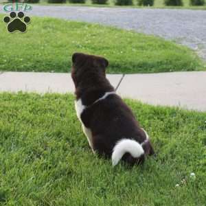 Lyle, Akita Puppy